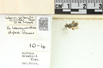 Media type: image;   Entomology 768656 Aspect: Labels